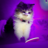 cute kitten  _ cat wallpapers APK