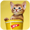 Cute Cats Wallpapers HD 2019 APK