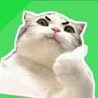 Cat Meme Sticker WAStickerApps-icoon