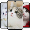 Kitten Cute Cat Wallpaper HD