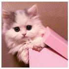 cute cats wallpapers icône