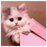 cute cats wallpapers アイコン