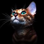 Cute Cats Wallpapers 4K ikona
