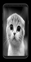 Cute Cats Wallpapers 4K plakat