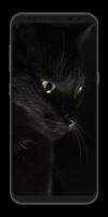 Cute Cats Wallpapers 4K screenshot 1