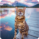 Cat Wallpapers - funny kitten images APK