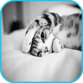 Best Cat Images