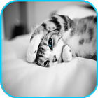 Best Cat Images icon