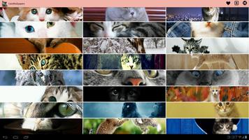 Gatos Wallpapers! imagem de tela 2