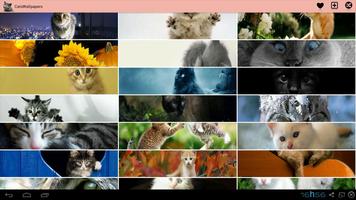 Gatos Wallpapers! imagem de tela 3