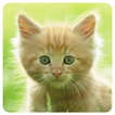 Cats Memory Game Free