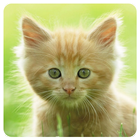 Cats Memory Game Free icon