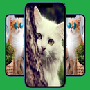 خلفيات قطط APK