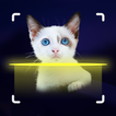 Cat Recognition by Photo