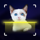 Cat Recognition by Photo biểu tượng