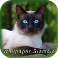 Wallpaper cat siamois HD