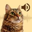 Cat Sounds Meow App Offline