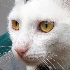 Descargar XAPK de Sonidos de Gatos