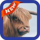 Cattle Wallpaper آئیکن