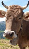 Cattle Wallpaper پوسٹر