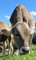 Cattle Wallpaper اسکرین شاٹ 1