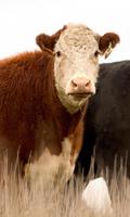 Cattle Wallpaper اسکرین شاٹ 2