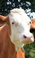 Cattle Wallpaper اسکرین شاٹ 3
