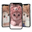 Fonds d'écran de chat