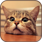 ikon Funny Cat Wallpapers