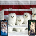 Cat Wallpaper App