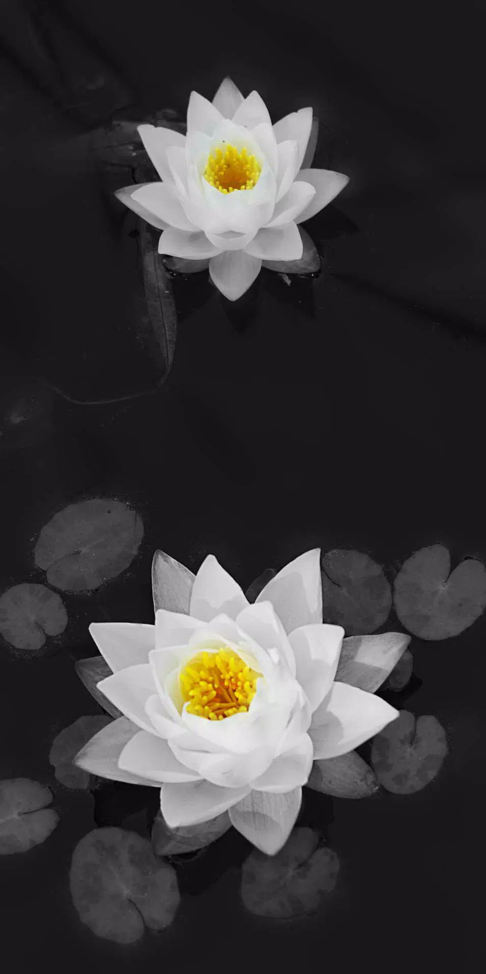 Tải xuống APK Lotus Wallpaper HD cho Android