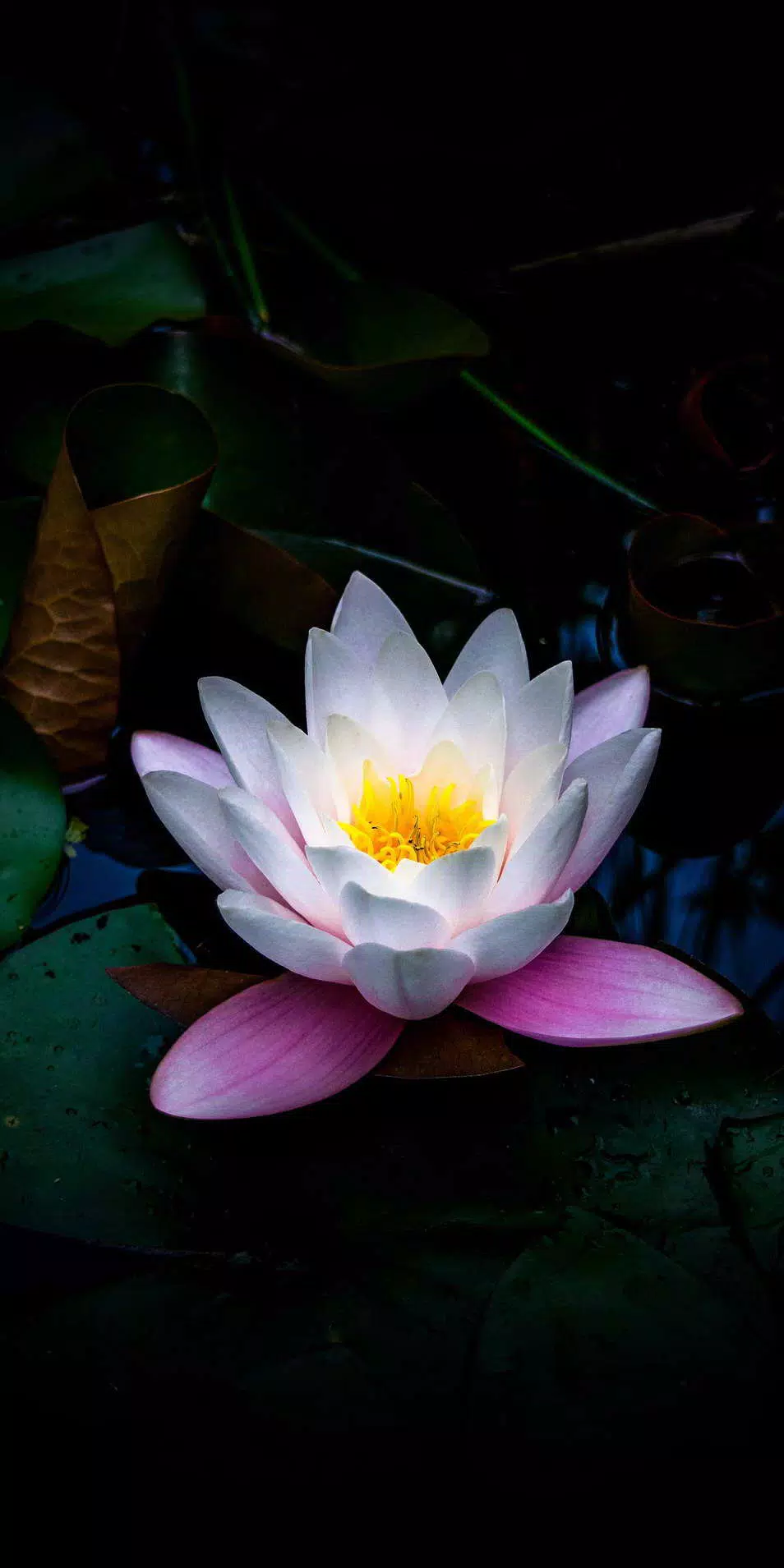 Lotus Wallpaper HD APK for Android Download Lotus Wallpaper HD APK for Android Download