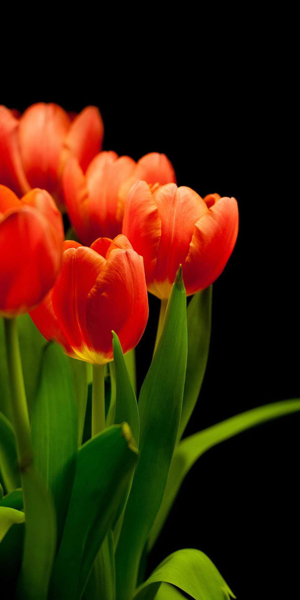 Tulip Wallpaper HD APK pour Android Télécharger Tulip Wallpaper HD APK pour Android Télécharger