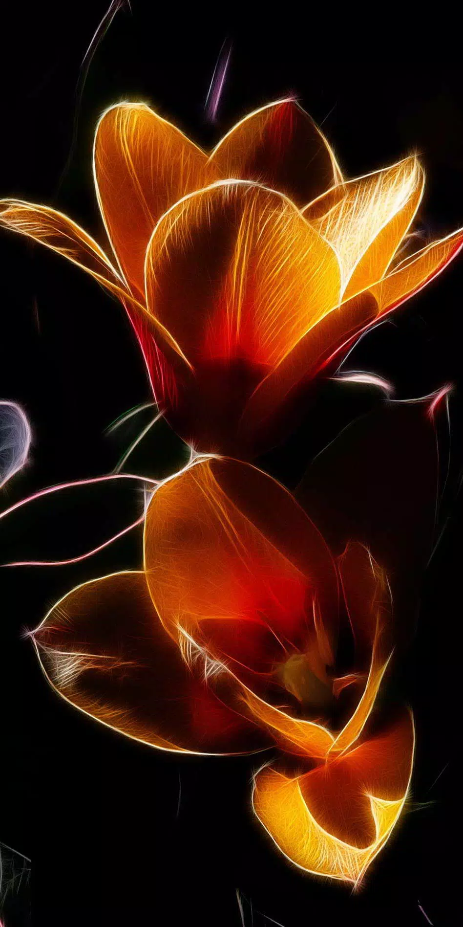 Tulip Wallpaper HD APK for Android Download Tulip Wallpaper HD APK for Android Download
