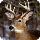 Deer Hunting Calls 아이콘