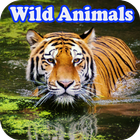 Wild Animal Documtery Online icône