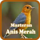 Kicau Masteran Burung Anis Merah 아이콘