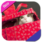 Cat In a Box Wallpaper أيقونة