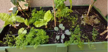 Urban veggie garden