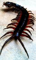 Centipede Wallpaper syot layar 1