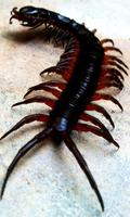 Centipede Wallpaper 스크린샷 1