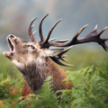 Red Deer Its Life And These Habits