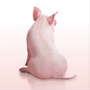 Altrenogest APK