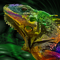 Chameleon wallpapers 5k
