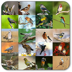 bird sounds ikon