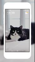 Cute Cat Wallpaper Poster