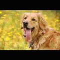 Dog Age Calculator