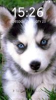 Husky Puppy Lock Screen Affiche