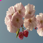 Cherry Blossom 圖標