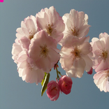”Cherry Blossom